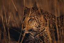 Leopard. Panthera pardus crouching in long grass.
