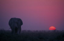 Elephant at sunset.Loxodonta Africana.