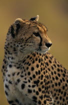 Cheetah Acinonyx Jubatus. Single animal. Head and shoulders shot.