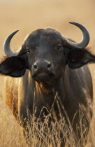 African Buffalo or Syncerus Catter. Single animal face on with head backlit.