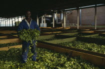 Worker holding bundle of tea standing in drying leaves.