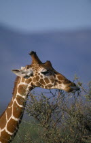 Reticulated Giraffe or Giraffa Camelopardalis.Single animal grazing on tree tops with view of head and neck.