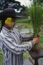 Karen girl bundling rice seedlingsnorth