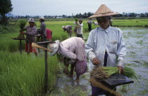 People standing in rice paddy harvesting rice seedlingsnorth