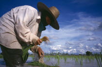 Person planting rice seedlings in a paddynorth east
