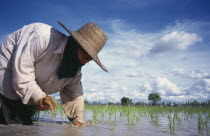 Person planting rice seedlings in a paddynorth east