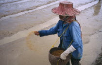 Looking down on person sowing rice by throwing seedsnorth