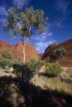 Known as Katatjuta to the Aborigines.  Gum Tree in front of  rock formations.