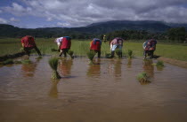 Women from Dai tribe planting rice.