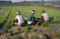Three men in paddy field collecting rice seedlings.