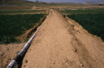 Waste water re-use project.  Pipeline through cultivated area in the Jordanian desert