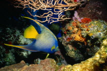 Santa Rosa Reef. Queen Angel Fish