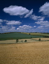 Landscape around Ardee with field of ripening barley in the foreground.