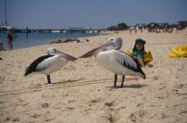 Two Monkey Mia Pelicans on sandy beach watched by small child wearing sun hat and inflatable arm bands.