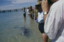 Monkey Mia  Dolphins near shoreline with people wading.