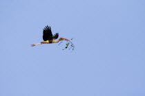 Painted stork in flight  Mycteria Leucocephala