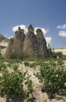 Fairy Chimneys formed from volcanic rock with vines growing in foreground.