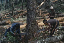 Men felling timber using two man hand saw.