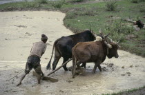 Farmer using pair of bullocks to plough flooded paddy field.