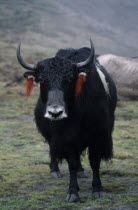 Yak with red  woollen tassles attached to ears.