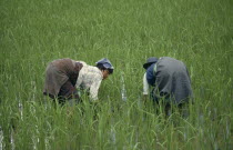 Women working in paddy field.
