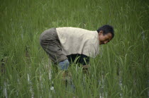 Man working in paddy field.