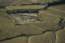 Harvesting rice in terraced fields.