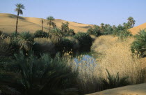 Oasis pool and lush vegetation with sand dunes beyond.