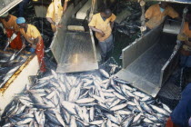 Unloading tuna from fishing boat in Abidjan port.Cte d Ivoire