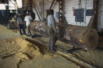 Timber industry.  Saw mill interior and workers with felled tree and sawdust covered floor. Cte d Ivoire deforestation