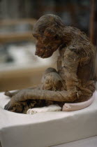 Unwrapped mumified monkey in Cairo Museum.