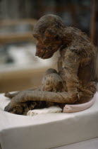 Unwrapped mumified monkey in Cairo Museum.