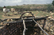 Oxen powered Persian wheel drawing water from well.