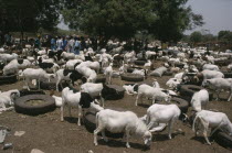 Livestock market with goats and cattle tethered to old car tyres containing fodder. Automobile