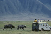 Tourists in safari jeep watching African buffalo.