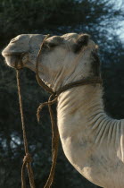 Samburu camel safari. Camel with rope harness.