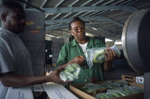 A WIBDECO buyer checks the quality of bananas destined for shipment to the United Kingdom.