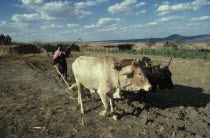 Burji tribesman ploughing with pair of oxen.East Africa