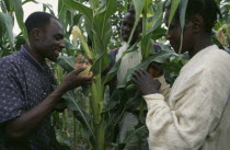 Agnes Oluch and Oxfam staff look at maize crop.  In prison for illegal brewing she nearly lost her farm and children but learnt organic farming techniques through Oxfam project. East Africa