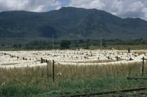 Jute fibres drying on lengths of wire.East Africa