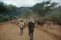 Herdsmen with cattle on dusty unmade road.East Africa