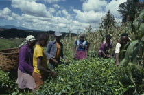 Family picking tea on hillside plantation beside maize crop.East Africa