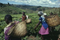 Picking tea on hillside plantation.East Africa