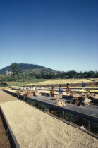 Harvested coffee beans laid out to dry in the sun on raised platforms on Kikuyu owned farm with workers in-between .East AfricaKenya s largest ethnic group.