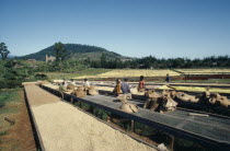 Harvested coffee beans laid out to dry in the sun on raised platforms on Kikuyu owned farm with workers in-between .East AfricaKenya s largest ethnic group