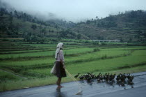 Woman taking ducks to market along road beside terraced agricultural land.