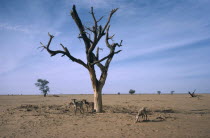 Barren landscape with dead tree and goats tryinfg to find something to eat during drought.