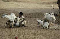 Boy from the Beni Amar tribe milking nanny goat while kid tries to suckle.