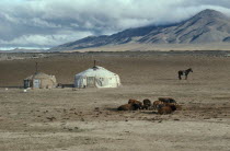Typical poor herders yurts on northern edge of the Gobi with cattle in foreground and tethered horse.