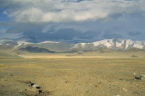 Open Steppe landscape near Kazakh inhabited Deluun. Dean animal carcass in ditch bottom left of the image.
